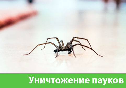 Избавиться от пауков в городе Ржев