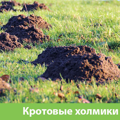 Кроты на участке в Ржеве