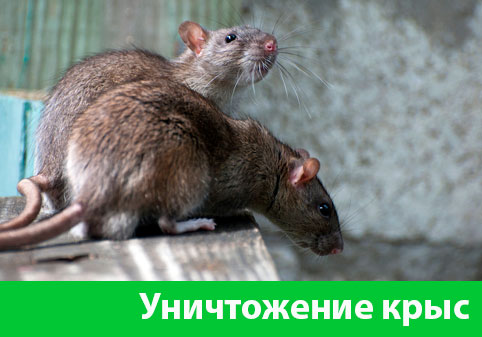 Уничтожение крыс в городе Ржев