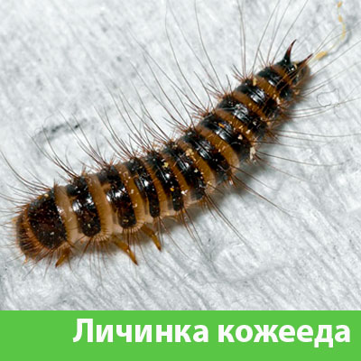Личинка Кожееда в Ржеве