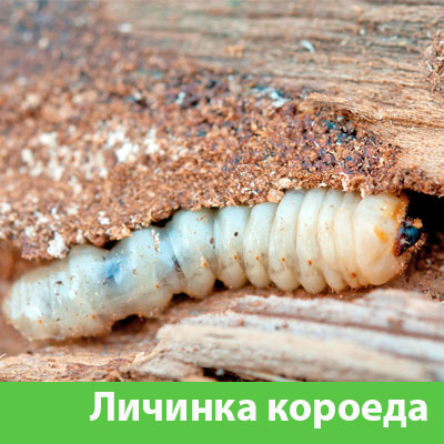 Уничтожение личинок короеда в Ржеве