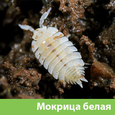 Мокрица в Ржеве фото