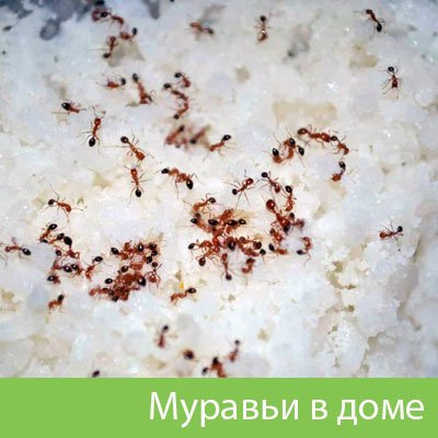 Муравьи в доме в Ржеве