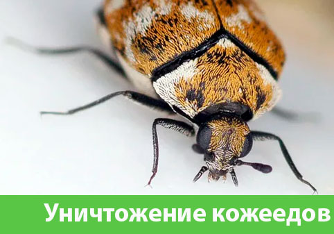 Обработка от кожееда в городе Ржев 