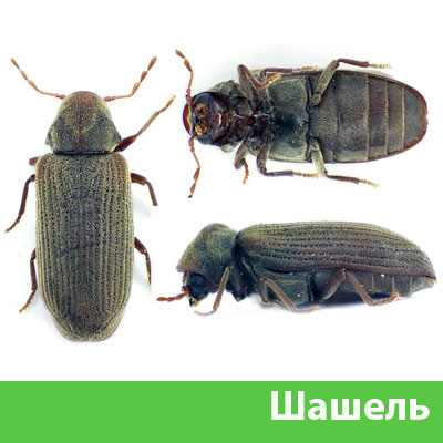 Обработка от шашеля в городе Ржев
