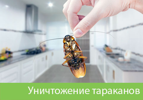 Уничтожение тараканов в городе Ржев