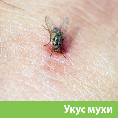 Уничтожение мух в Ржеве