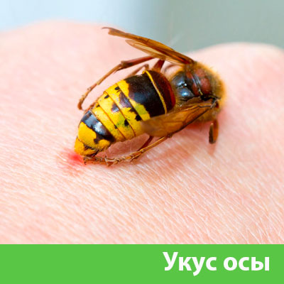 Профессиональное уничтожение ос и шершней в Ржеве