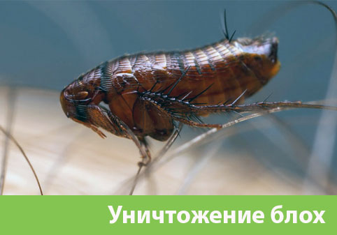 Уничтожение блох в городе Ржев