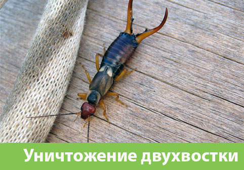 Уничтожение двухвостки в городе Ржев
