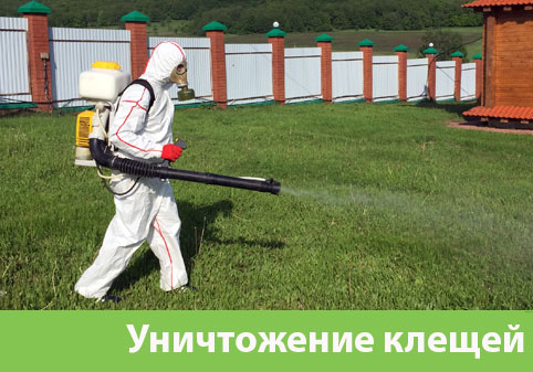 Уничтожение клещей в городе Ржев
