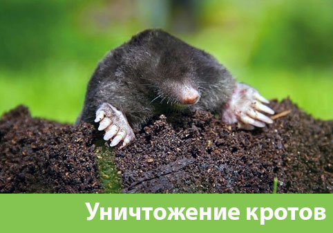 Уничтожение кротов в городе Ржев