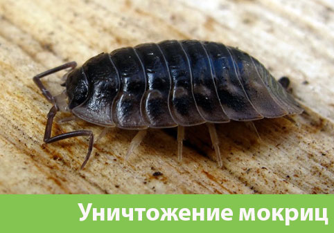 Мокрицы в квартире в городе Ржев