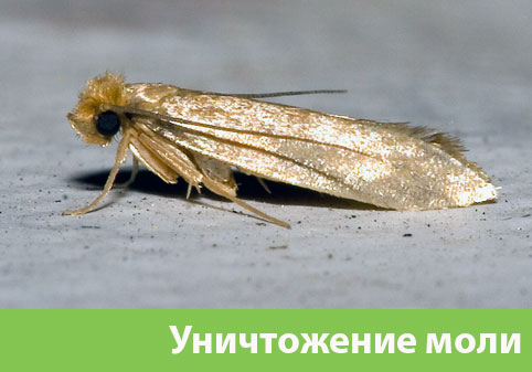 Уничтожение моли в городе Ржев 