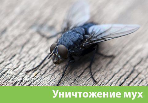 Уничтожение мух в городе Ржев