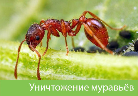Уничтожение муравьёв в городе Ржев