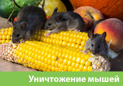 Уничтожение мышей в Ржеве