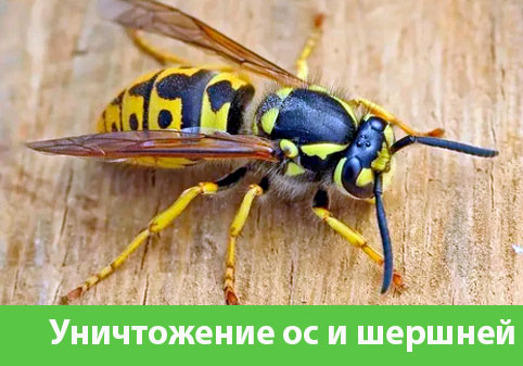 Уничтожение ос и шершней в городе Ржев